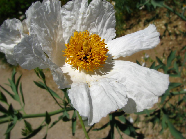 Catalina Flower Flickr Photo Sharing!