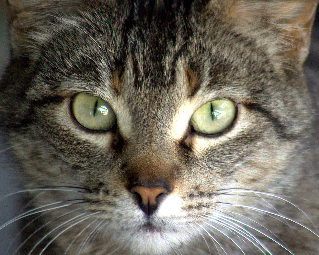 Elevation of LA, Grosse Tete, LA, USA Topographic Map Altitude Map