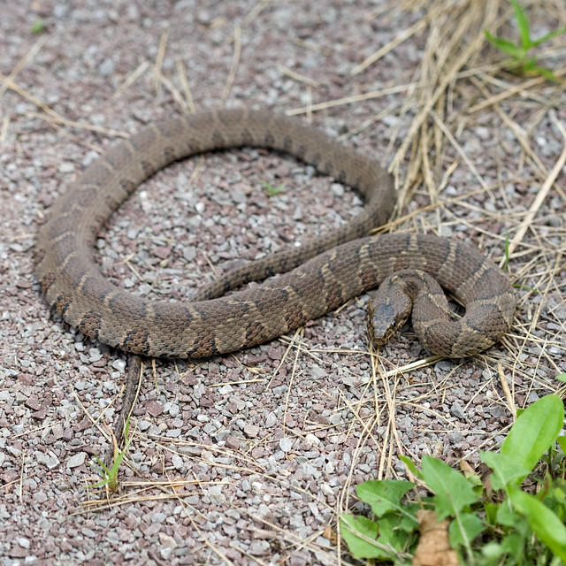 Northern Water Snake Located on the Allegheny Highlands Tr… Flickr
