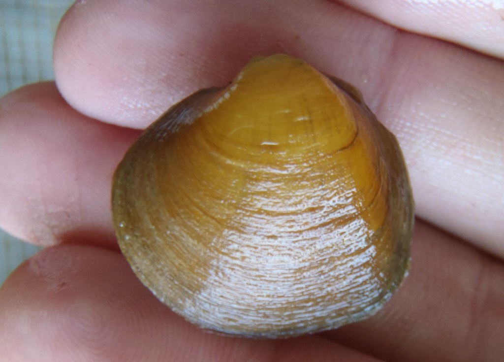 Rough Pigtoe Pearly Mussel (Mussels of the Upper Green River, KY