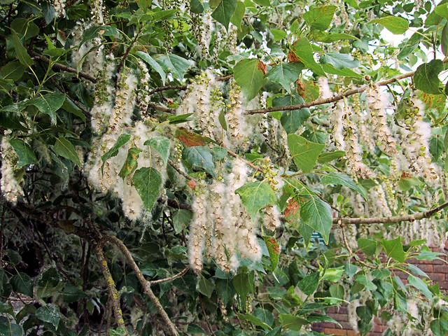 Poplar Tree's White Fluffy Seeds, Kew Gardens London. Flickr