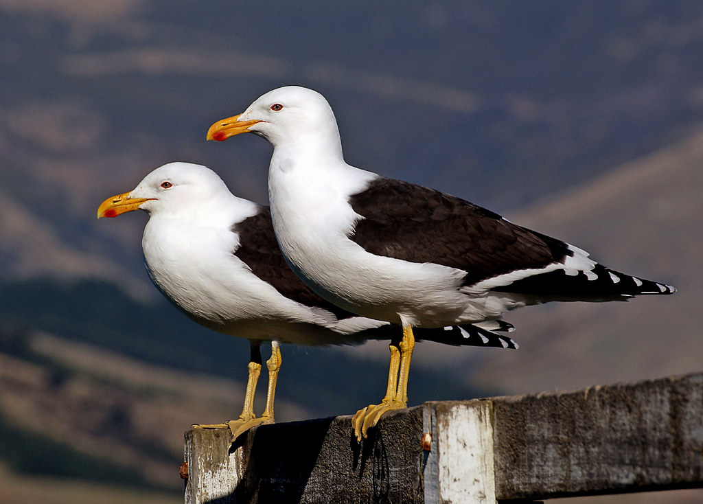 Black back gulls.NZ Blackbacked gulls Blackbacked gulls … Flickr