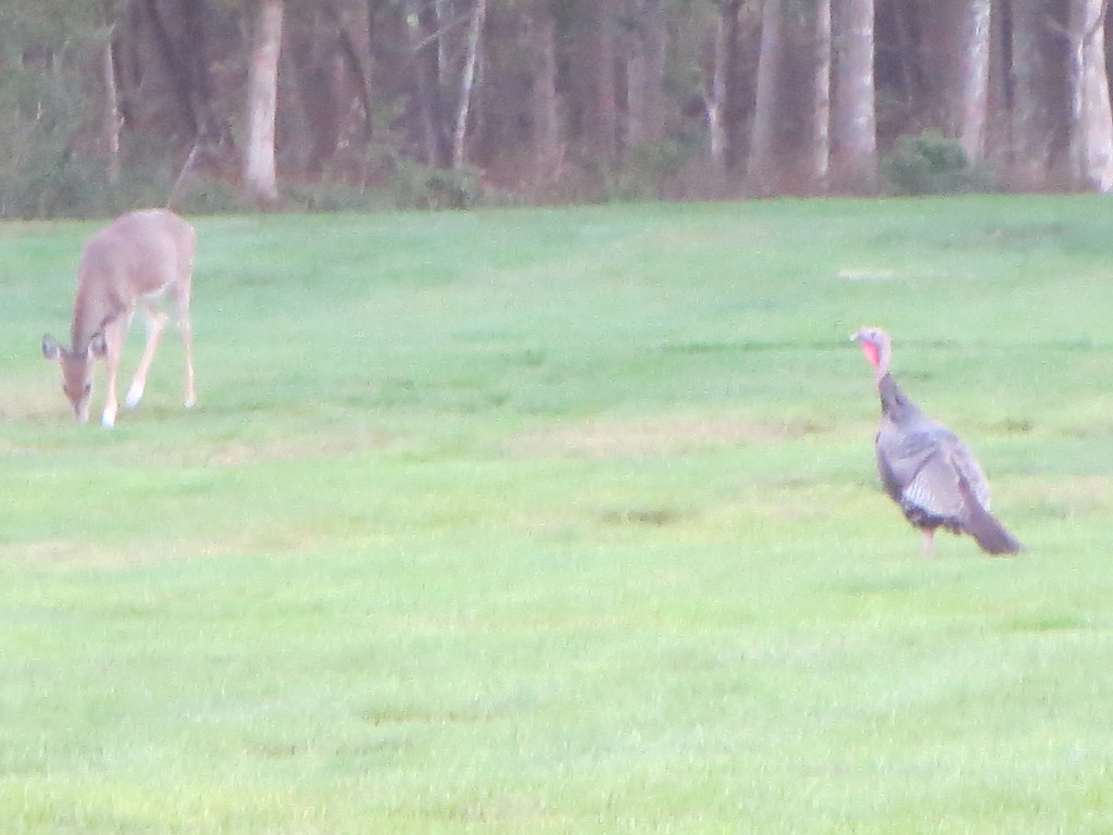 Lake Panamoka Map Suffolk County, New York Mapcarta