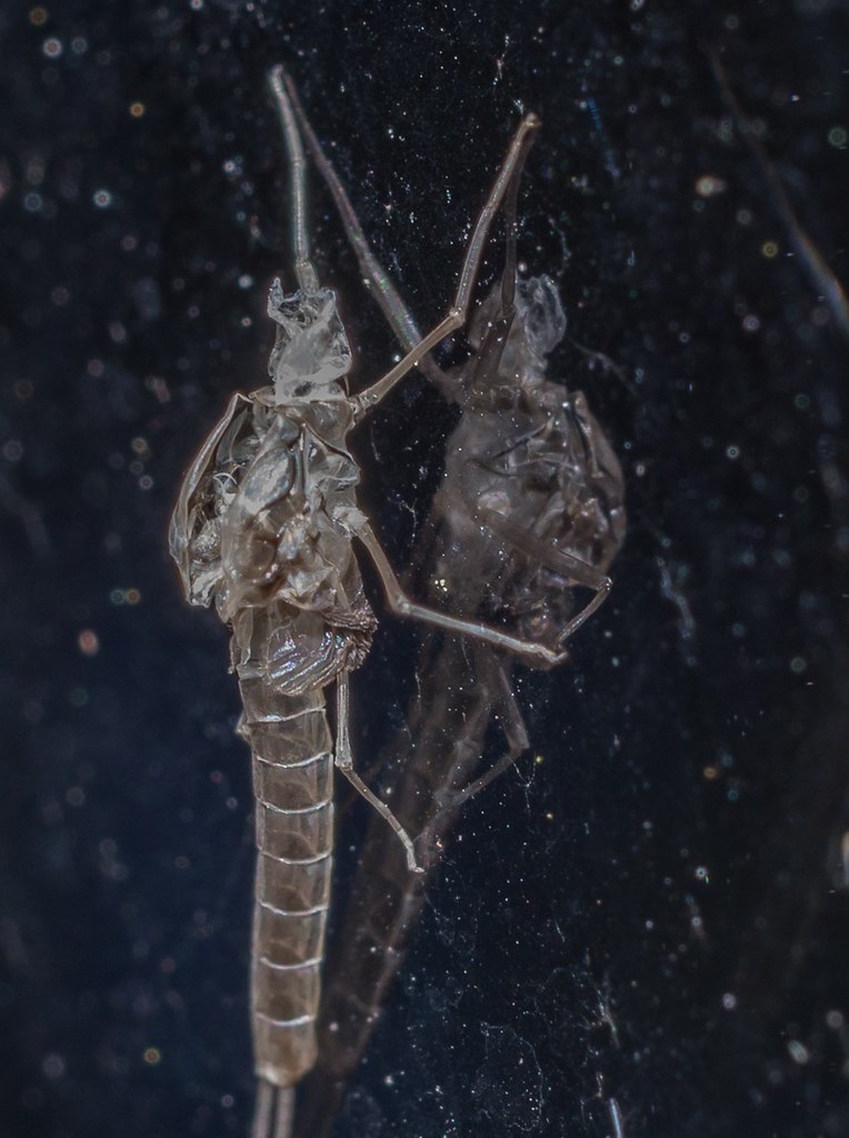 Transparent mosquito? Macro in