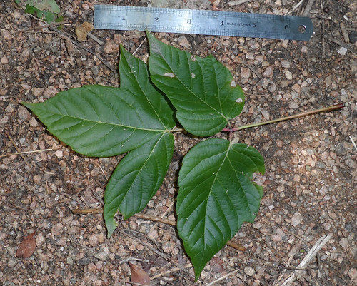 Foraging Texas Box Elder