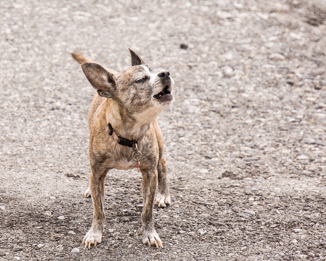 Chihuahua Guard Dog Flickr Photo Sharing!