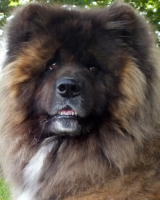 Yogi Long Haired Japanese Akita Flickr Photo Sharing!