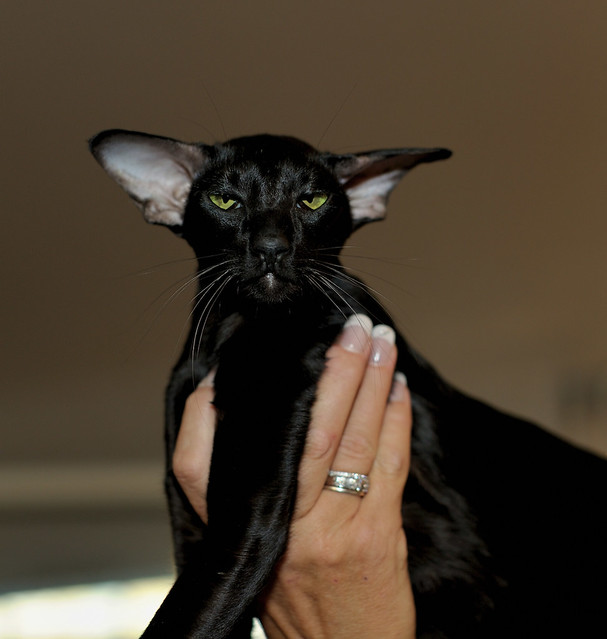 Oriental Shorthair Cat Pictures and Information