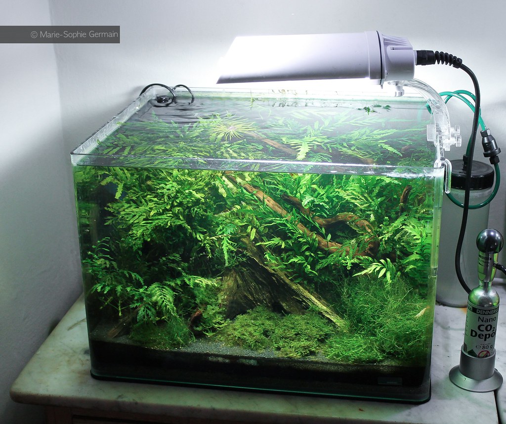 "Bolbitis & babaulti" Dennerle Scaper's Tank Copyright