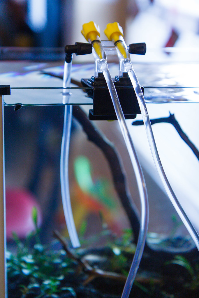 How to Add Fish to Your Aquarium SpecTanks