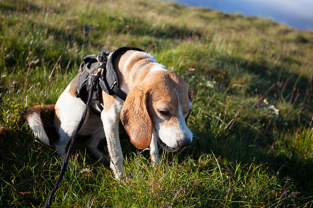 Leave No Beagle Behind Four Legged Pal