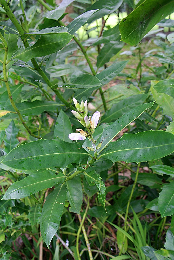 Khasiat Buah Jeruju Pengobatan dan Khasiat Herbal