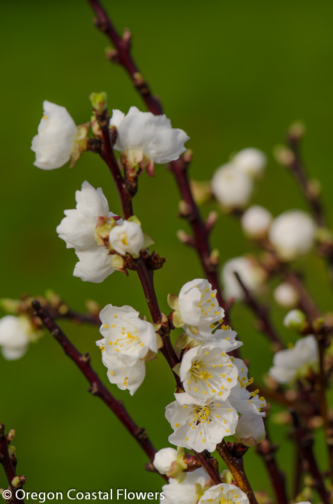 Flowering Branches Wedding & Event Design Oregon Coastal Flowers