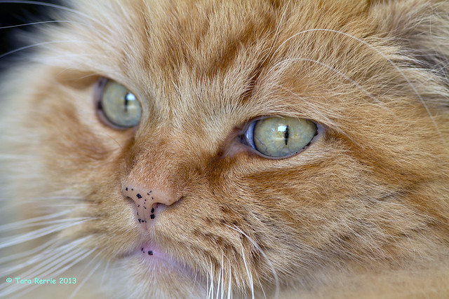 Ragamuffin Cat Pictures and Information