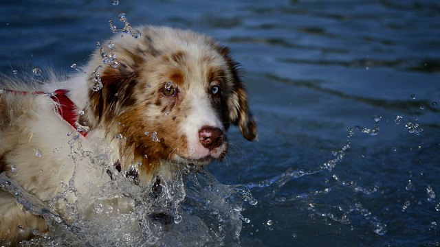 Australian Shepherd In Water Flickr Photo Sharing!