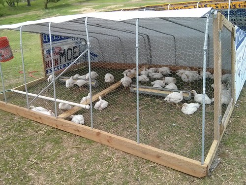 Chicken Pen Changes Green Machine Farm