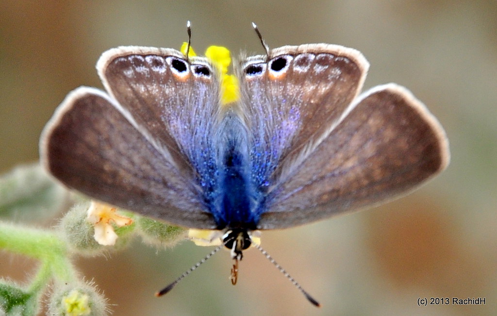 Do Butterflies Have Tails at Sharon Shah blog