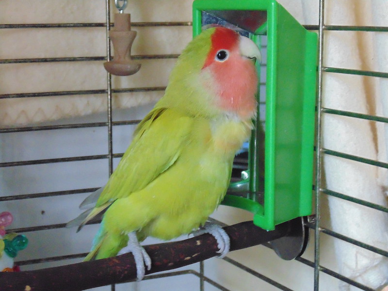Soundproofing apartments r/parrots