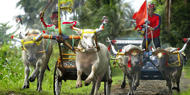 Inilah Balapan Sapi Tradisional Indonesia Halaman All - Kompas.com