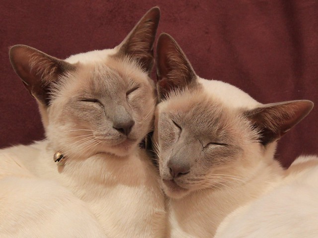 Oriental Bicolor Cat Pictures and Information