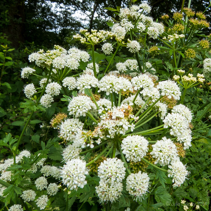 Walking in New Milton Pictures from Everyday Life