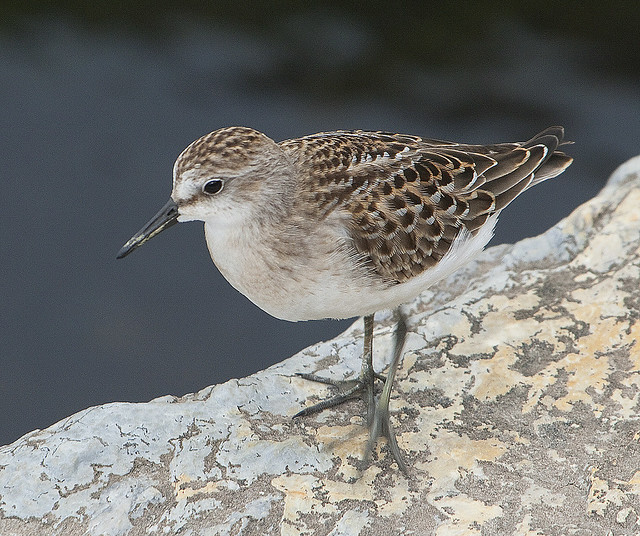 Flickr The Birds of the Indiana Dunes Pool