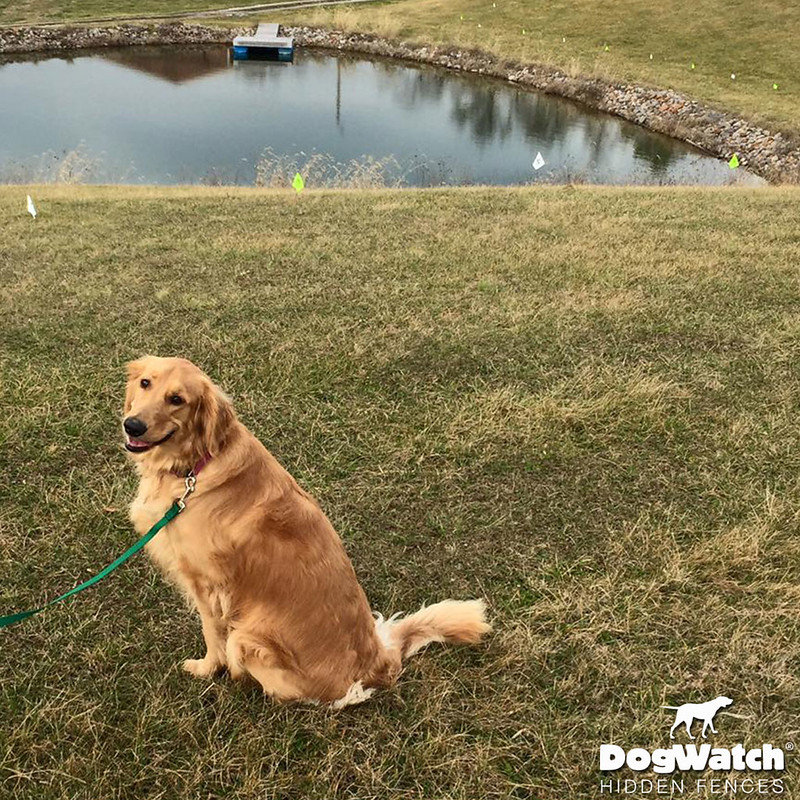 Hidden Dog Fence Customer Photo Gallery DogWatch® of South Florida