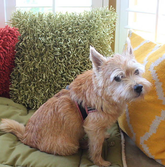 Norwich and Norfolk Terriers Pictures and Informations