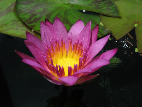 [Closed] Admins pick of the week Water Lilies & Lotus Blooms *Invited