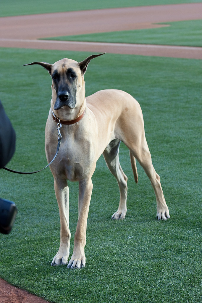 Película de Marmaduke, el Gran Danés