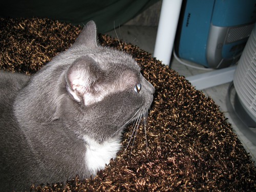 A sort-of-closeup shot of Fey in her brown fuzzy bed.  You can see the dome of her eyeball.