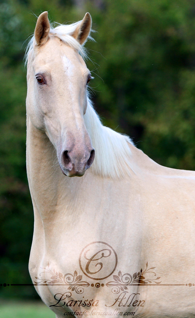 Unique Horse Colors Page 2 The Horse Forum