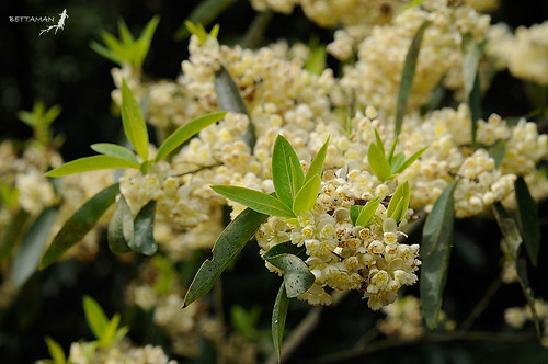 La Litsee Citronnee Litsea Cubeba Les Litsees Citronnees