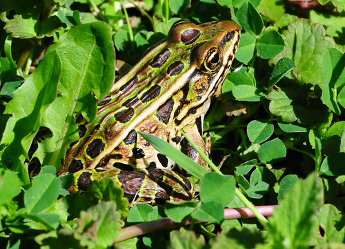 Know Your Michigan Frogs Northern Leopard Frog Michigan in Pictures
