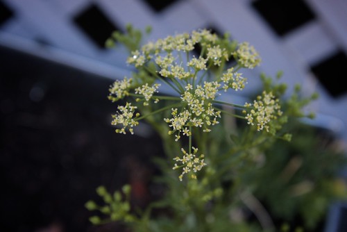 parsley blooms