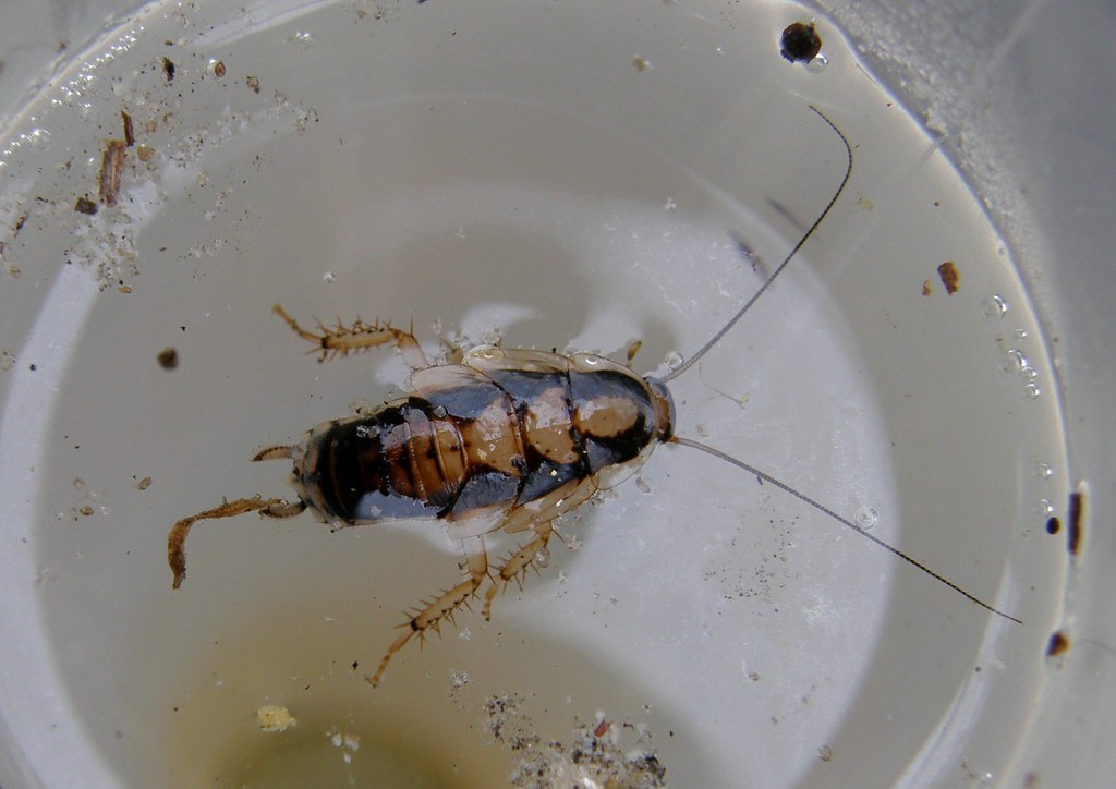 Do Cockroaches Drown Roach cockroach Insect