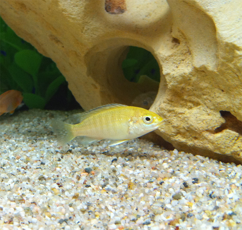 CichlidForum • Is this Electric Yellow ok?
