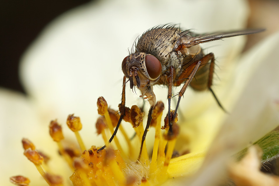 Tachinid fly Siphona species Macro in forums