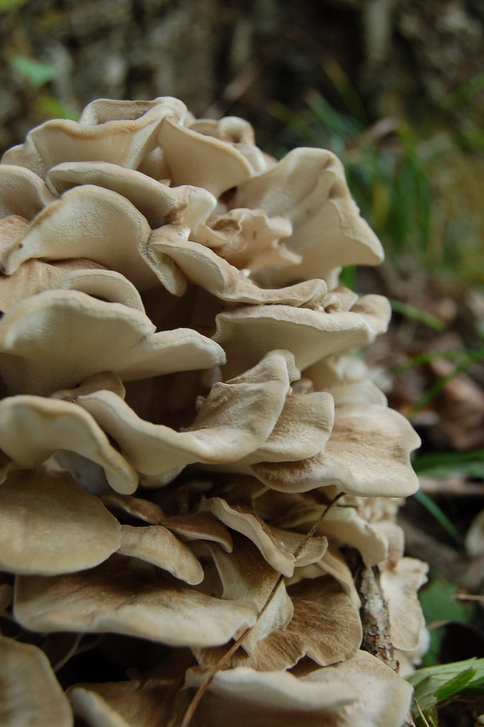 Mid Missouri Morels and Mushrooms All It takes Is One Good Tree