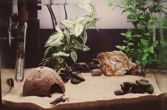 African Dwarf Frog Tank Femgeek.co.uk