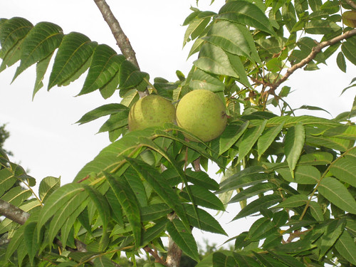 Foraging Texas Black Walnut