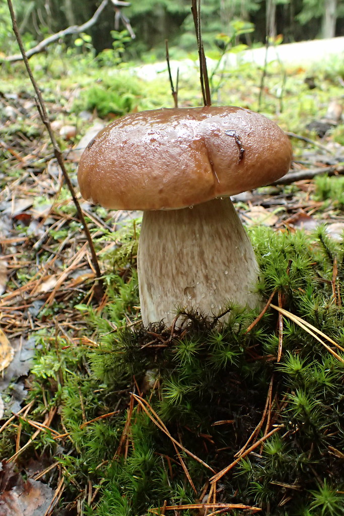 svampar i sverige