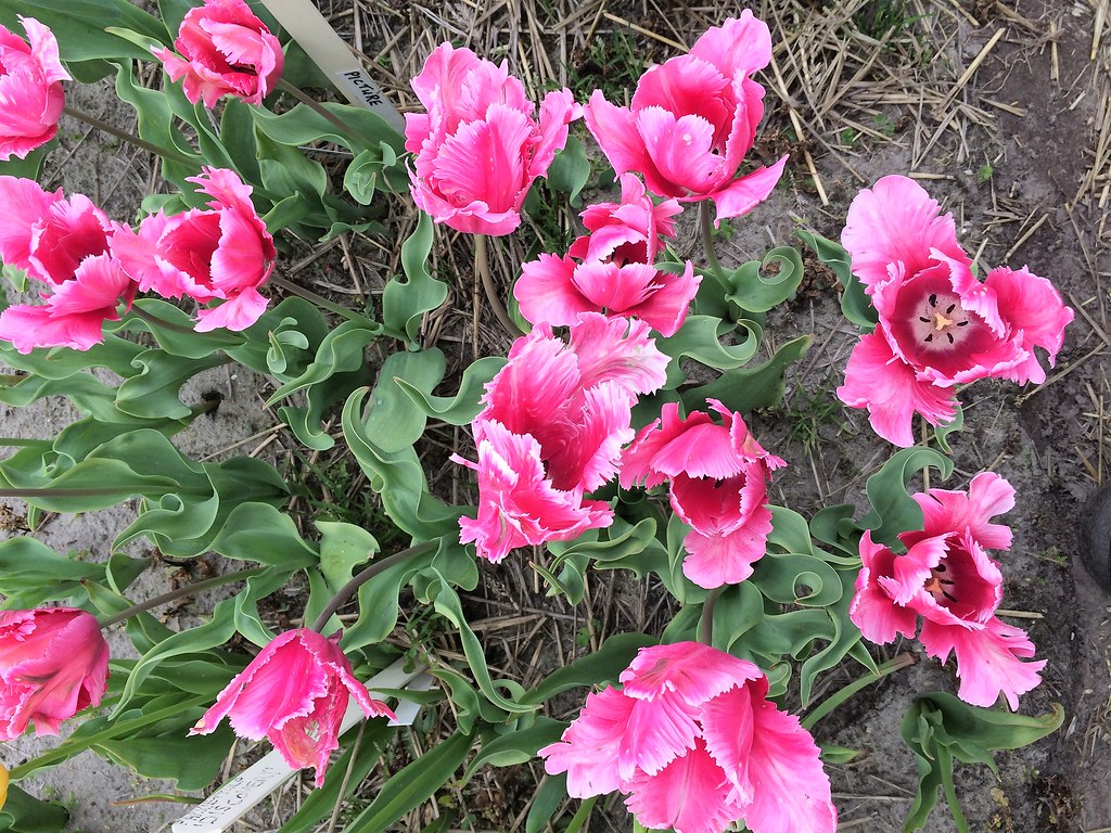 30 of the Rarest Tulips in the World! Check Out This Exclusive Photo