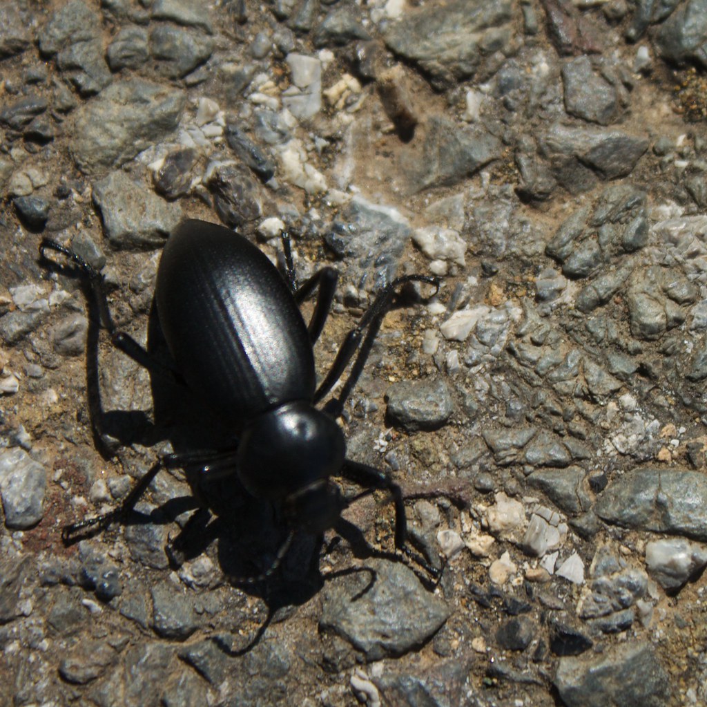 Black Beetle; San Francisco, CA capnvynl Flickr