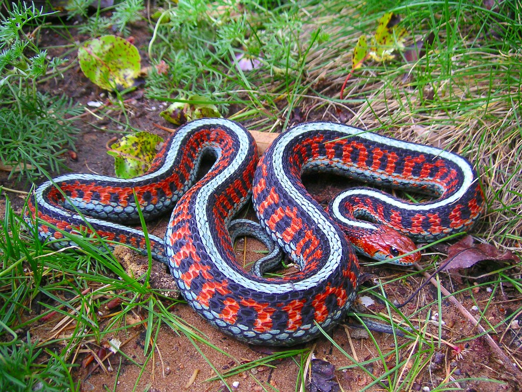 California red side garter snake a photo on Flickriver