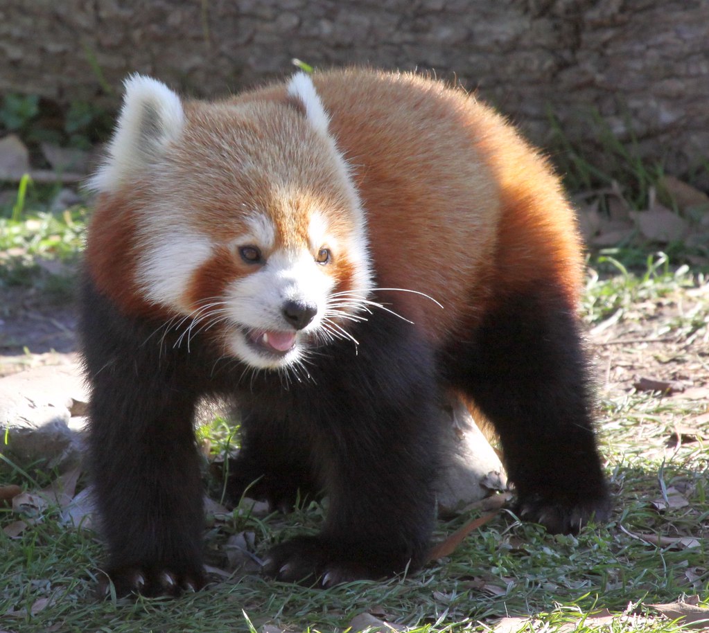 Check out all the beautiful wildlife at the Virginia Zoological Park