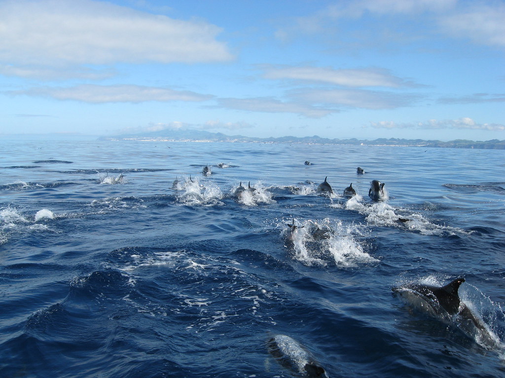 Diving Pico Island, Azores.