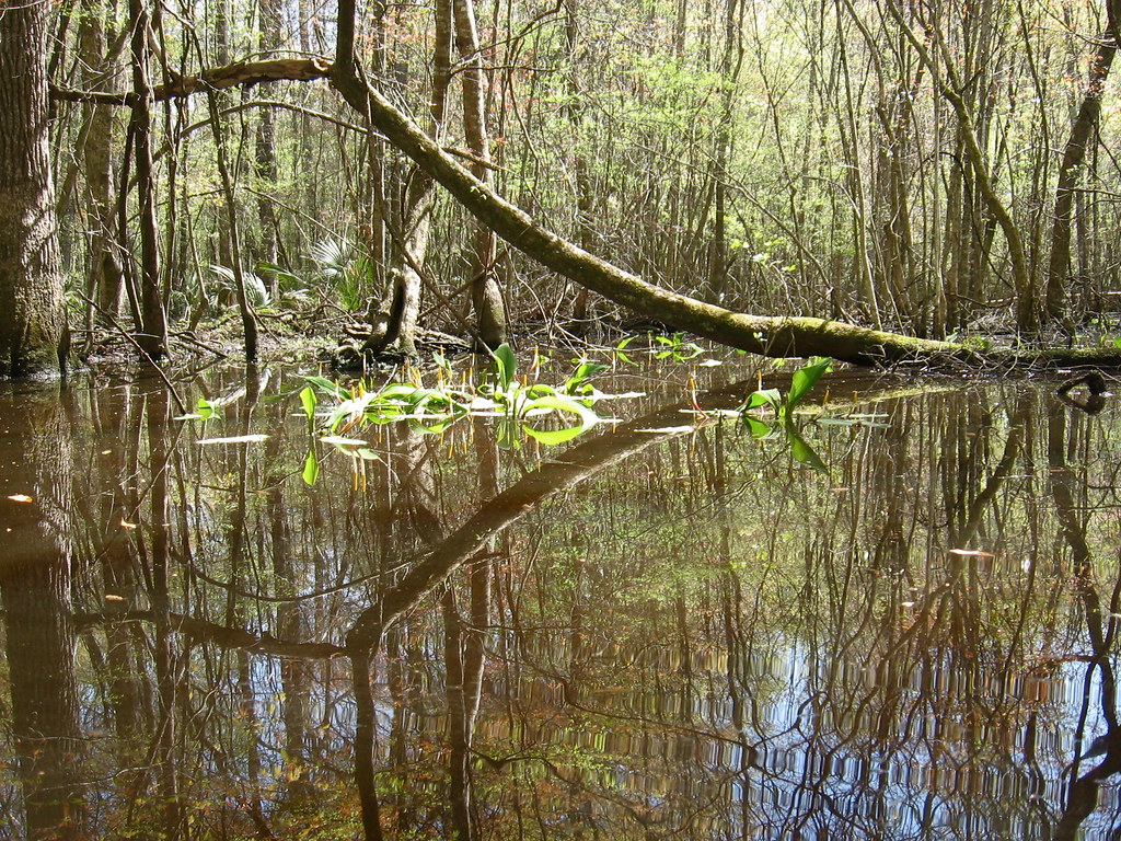 Elevation of Harleyville, SC, USA Topographic Map Altitude Map