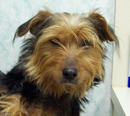 Yorkie mix Flickr Photo Sharing!