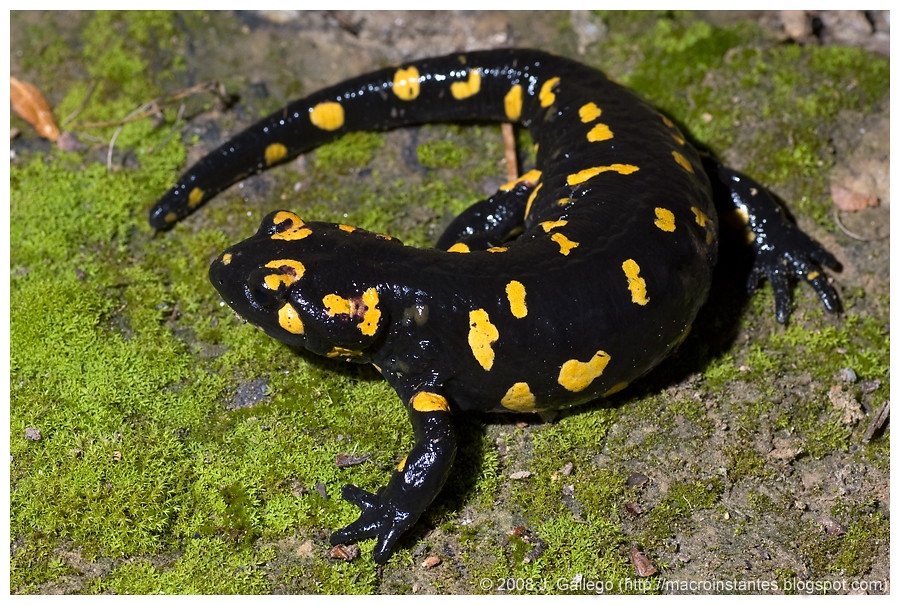 Fire Salamander (Monfrague Nature Park Field Guide) ·